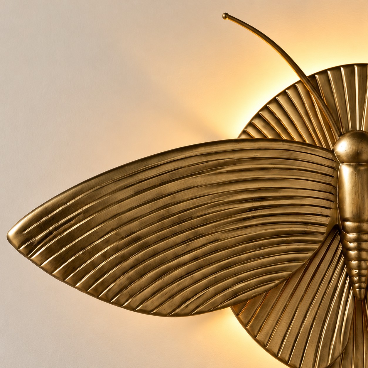 Nahansicht des gerippten Mottenflügels und der Antenne im warmen Licht